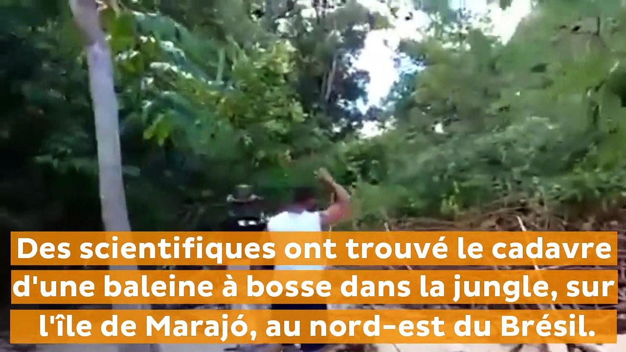 Une baleine à bosse retrouvée... dans la fore...