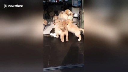 Affectionate golden retriever puppies gang up on cat in China's Shanxi
