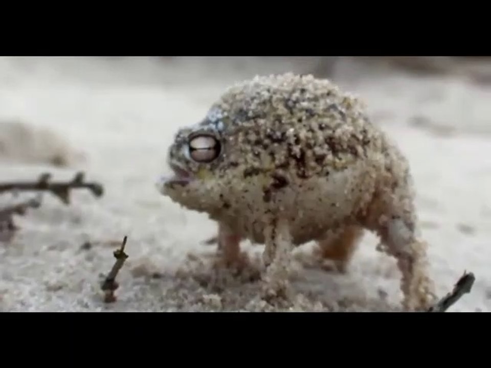 Angry Squeaking Frog Super Cute Animals - Animal Video 2019 - video ...