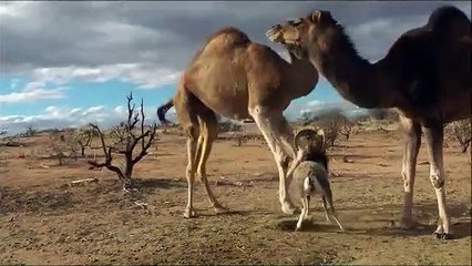 Fearless Ram vs. Big Camels - Animal video 2019