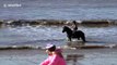 Horse cools off in sea during UK's February heatwave