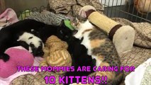 2 Cats + 10 Kittens = Super Cute!!