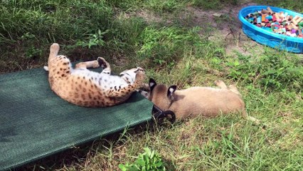 Bobcat Love Story - Furr-ever Friends