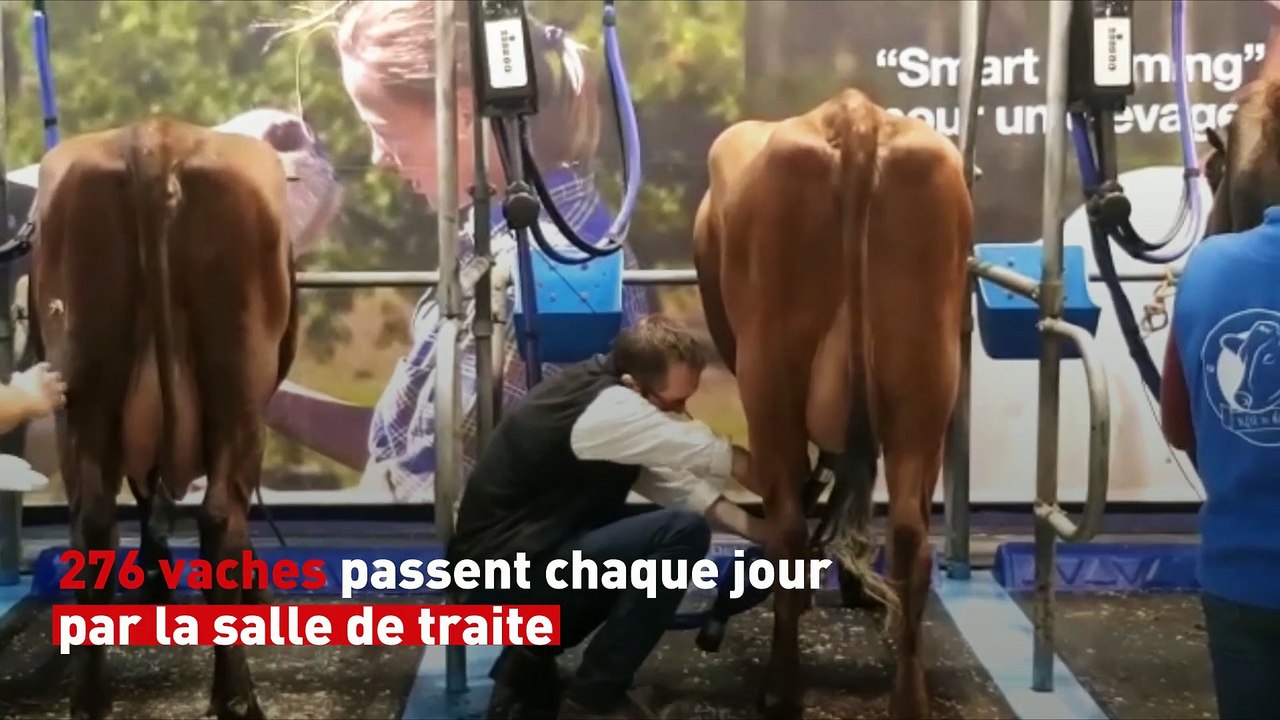 L'heure de la traite pour les vaches du Salon de l'agriculture