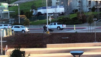 Funny moment turkeys attack US college student