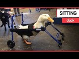 Disabled duck takes its first steps thanks to a nifty wheelchair | SWNS TV