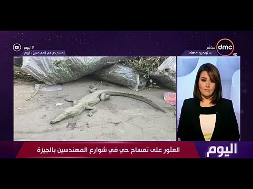 "الناس بقى عندها هيستيريا".. حديقة الحيوان تكشف تفاصيل العثور على تمساح بـ"المهندسين"