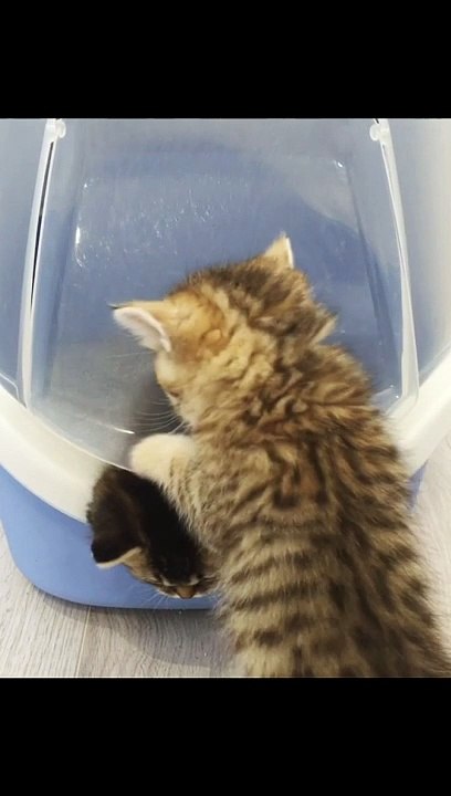 Kitten Confused By Litter Box
