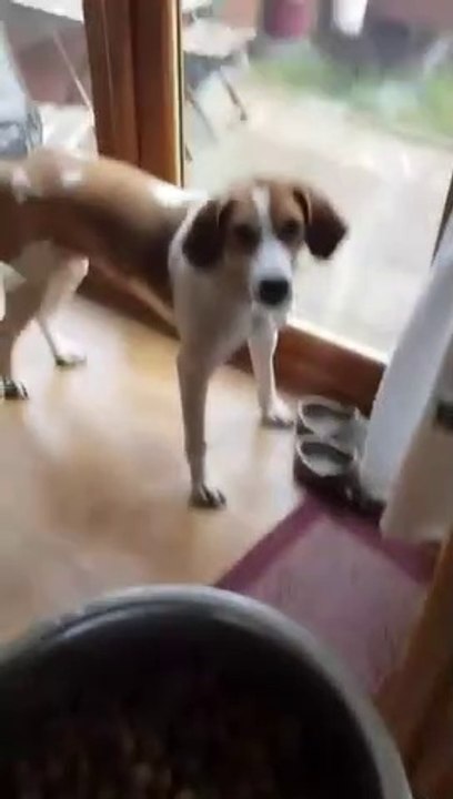 Quand ton chien est vraiment un idiot... Tellement drôle