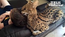 Un amour de serval... Ce 