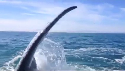 Une touriste se fait gifler par une baleine... Tellement drole