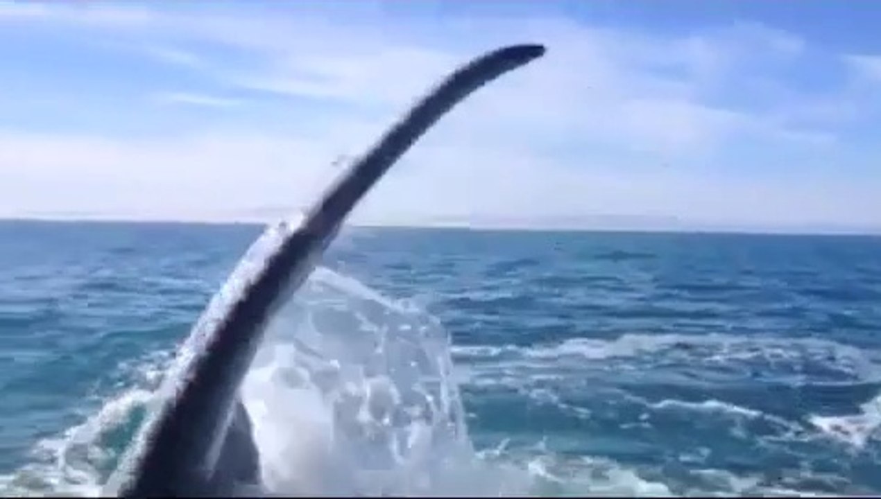 Une touriste se fait gifler par une baleine... Tellement drole