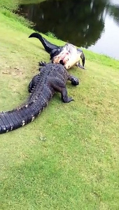 Ces golfeurs filment un combat d'alligators sur le green