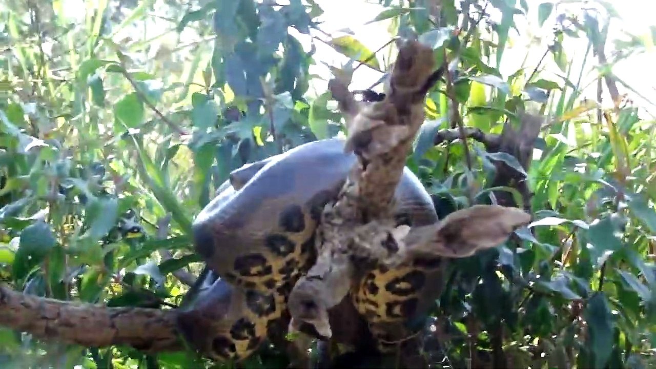 Cet explorateur trouve un anaconda géant dans un arbre... Impressionnant