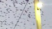 Thousands of Bats Fly Overhead