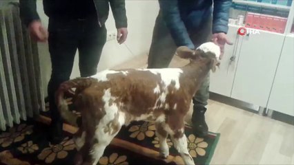 Yeni doğan buzağıyı donmak üzereyken buldular