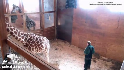 Animal Adventure Park  Corey Cleans Stall Today