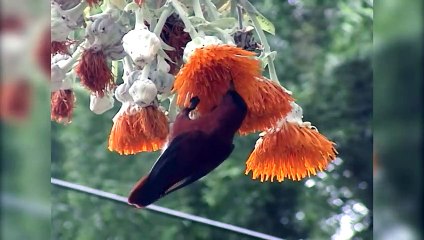 Isla Robinson Crusoe quiere ser ejemplo mundial de conservación