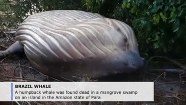 Humpback whale found dead in Brazilian Amazon