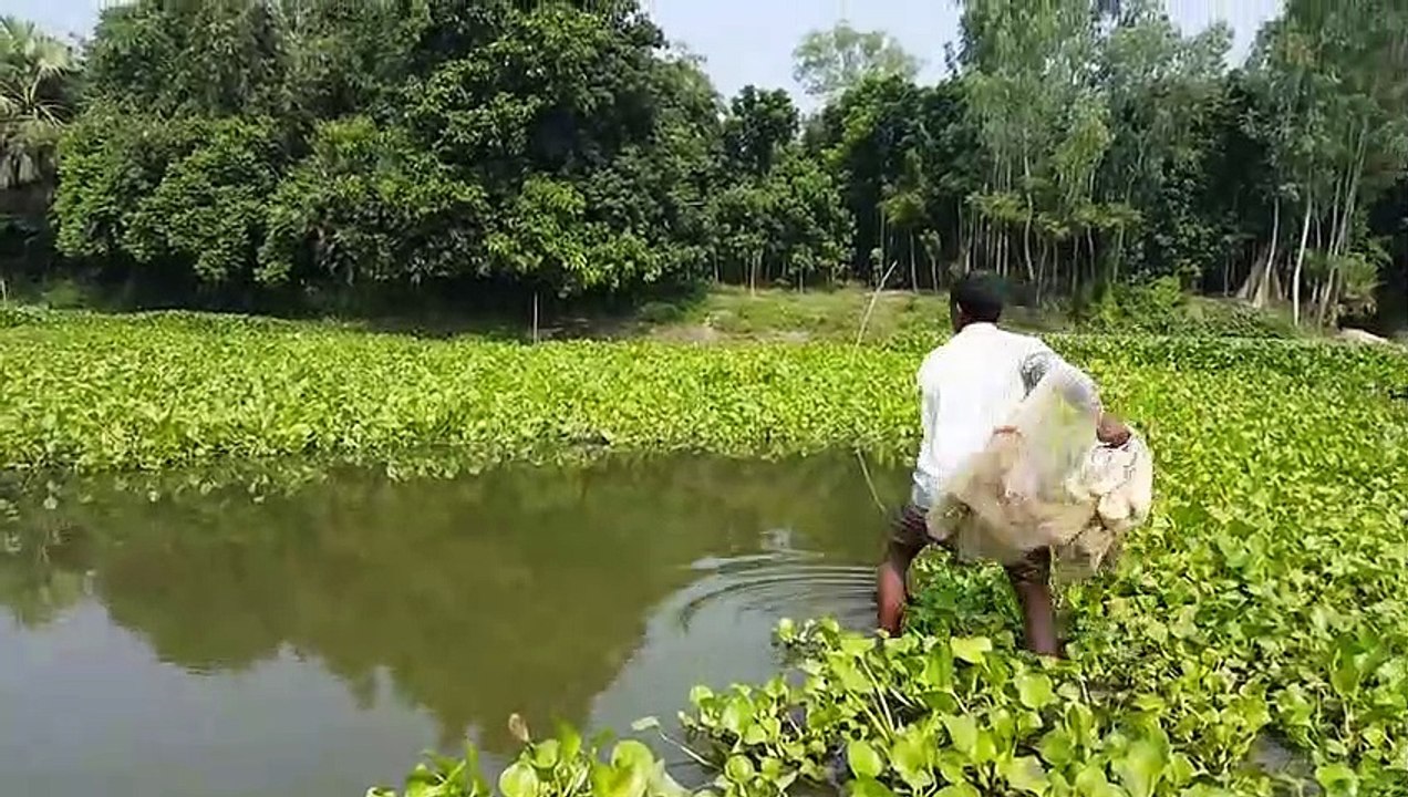 Net Fishing and catch many lot of fish. Just a...