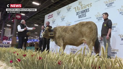 Victoire des viandes racées : le salon de l'Agriculture couronne son gagnant