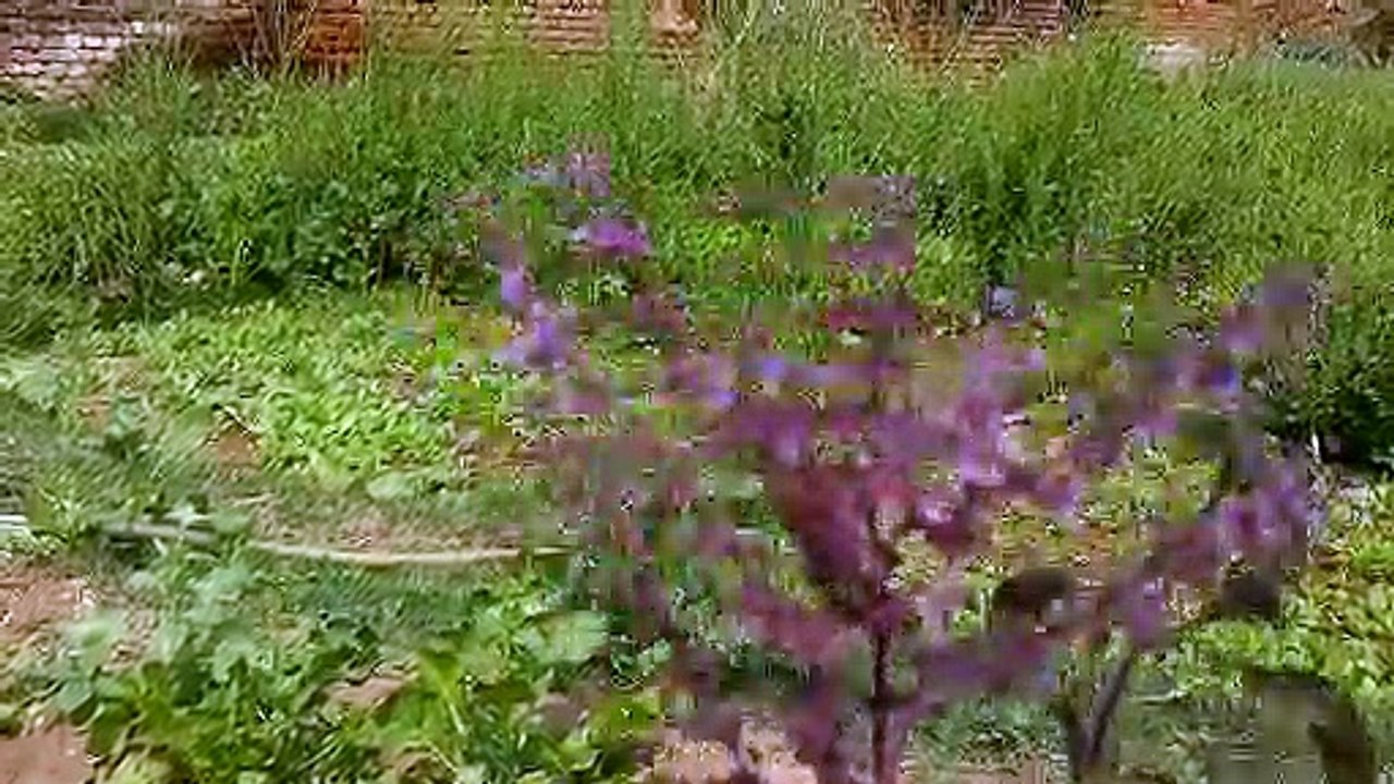 Black Basil plants