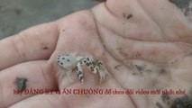 loài cua nhỏ nhất thế giới |tiny crabs