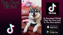 Cute and Funny Animals - TikTok Pets Compilation