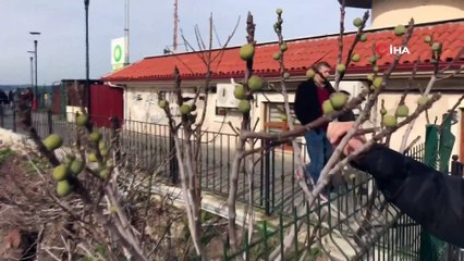 Çanakkale'de Kış Mevsiminde İncir Ağacı Meyve Verdi
