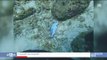 Buzz : Regardez cette vidéo où une plongeuse sauve un poisson pris au piège par un sac plastique, qui fait le tour du monde - Regardez