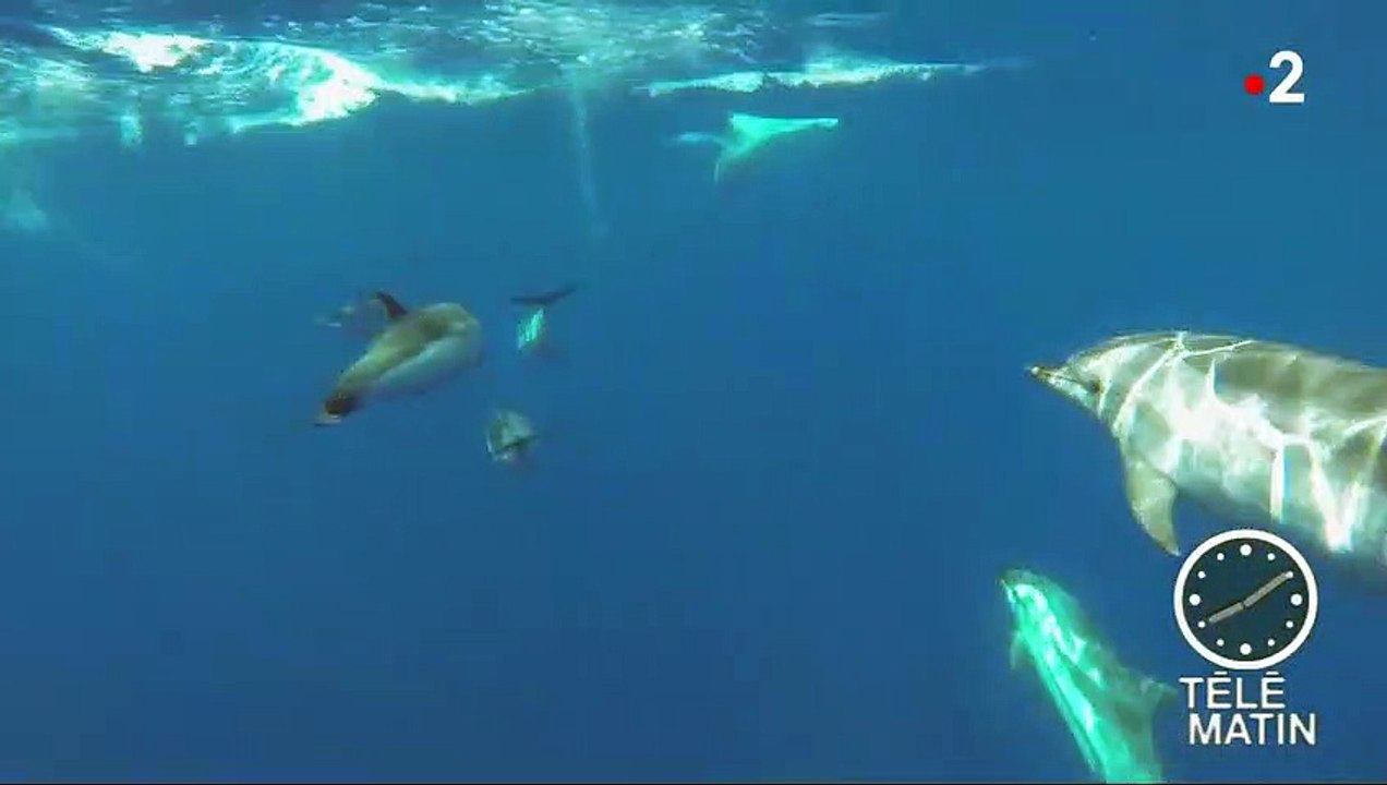 La pollution sonore des bateaux stresse les animaux marins