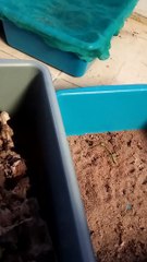 ULAT JERMAN DAN ULAT HONGKONG, CARA PINDAH INDUKAN