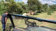 Tourists have incredible close encounter with pride of rare white lions in South African farm