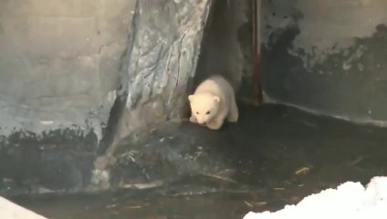 コペンハーゲン動物園の赤ちゃんが屋外登場2(Feb28_2019)