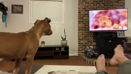 Un chien pleure en regardant Le Roi Lion