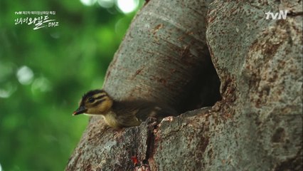 첫비행을 하는 귀염뽀짝 새끼원앙의 도전!