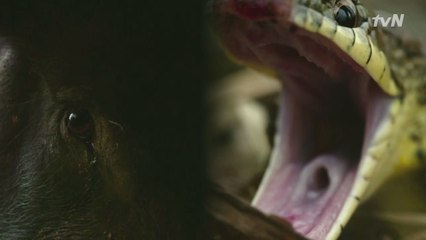 천적들이 도사린 야생의 땅 DMZ 속 구렁이의 산란