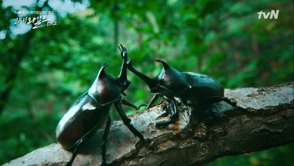 알고보면 로맨틱한 장수풍뎅이의 수액찾기 대모험
