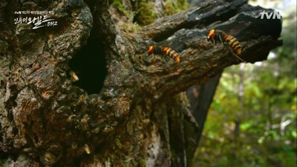 토종꿀벌을 습격한 거대한 침략자 장수말벌, 그들의 운명은?