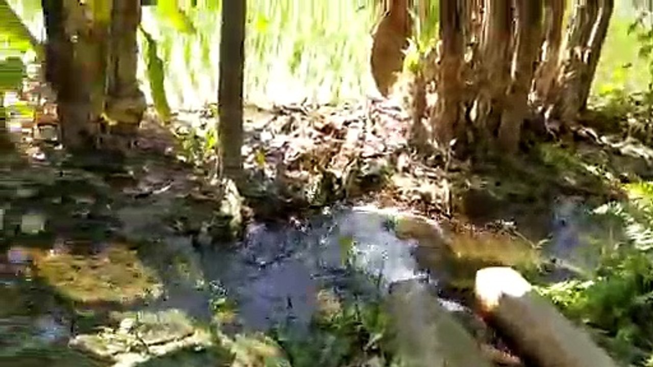 water pumping for the rice crops.