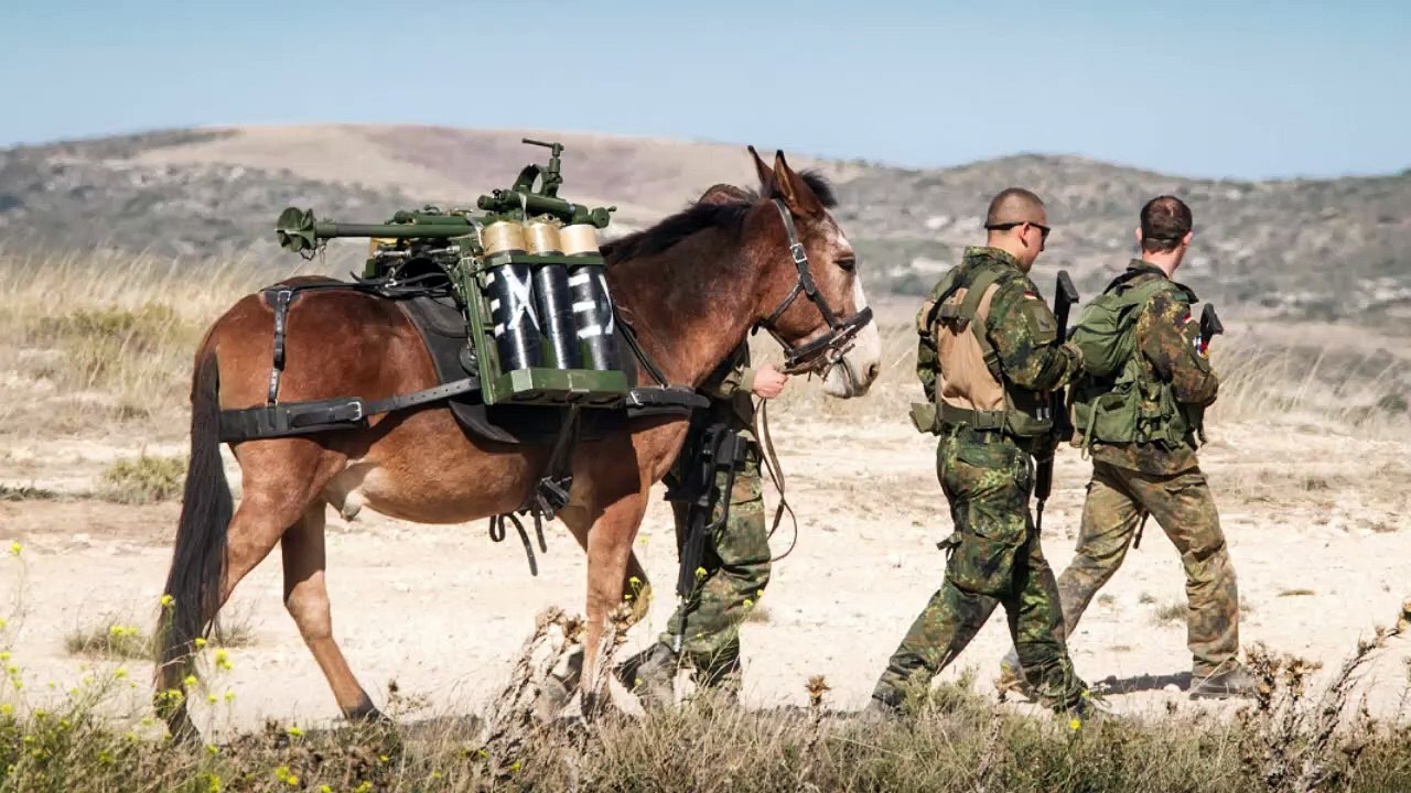La OTAN ensalza a la mula murciana, el ‘arma secreta’ de la infantería de montaña alemana