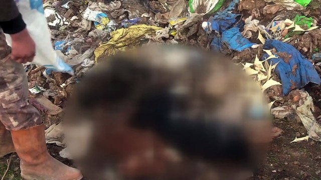 Çöplükte yakılmış kedi, köpek cesetleri bulundu - KIRKLARELİ