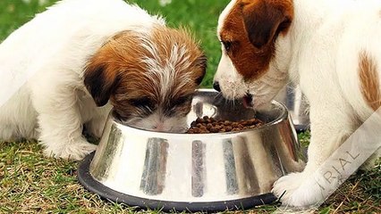 Buy Dog Food Online in UK