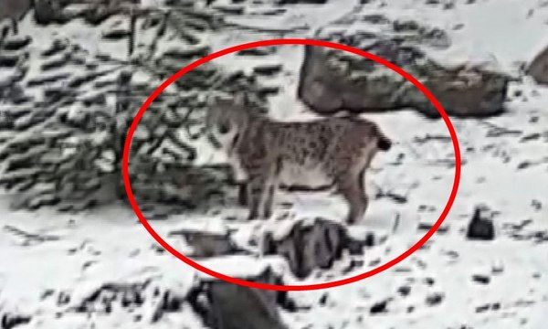 Gördüğü vaşağı “pisipisi” diye çağırdı