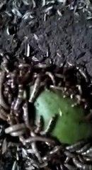 ulat jerman indonesia