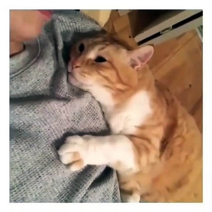Ce chat aime beaucoup les câlins et bisous