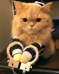 Regarder l'étonnante réaction de ce joli chat menotté