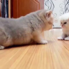 Très mignon chaton qui joue à la glissade