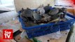 MMEA saves 3,300 baby turtles from cooking pot