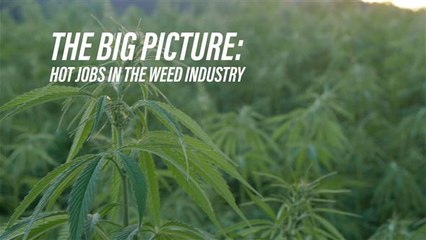 5 cool jobs in the growing marijuana business